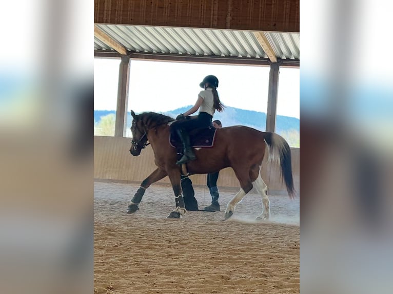 Quarter Pony Mix Gelding 13 years 14.2 hh Pinto in JenaJena