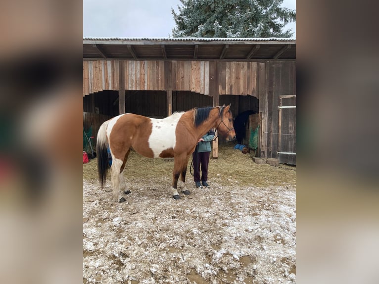 Quarter Pony Mix Gelding 13 years 14.2 hh Pinto in JenaJena