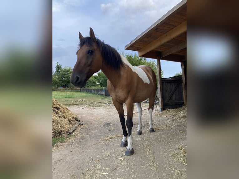 Quarter Pony Mix Gelding 13 years 14.2 hh Pinto in JenaJena