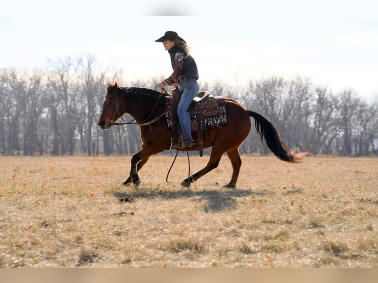 Quarter Pony Mix Gelding 13 years 14 hh Bay in Valley Springs, SD