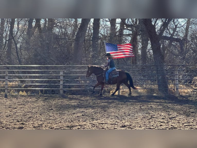 Quarter Pony Mix Gelding 13 years 14 hh Bay in Valley Springs, SD