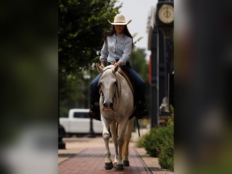 Quarter Pony Gelding 13 years 14 hh Grey in Joshua