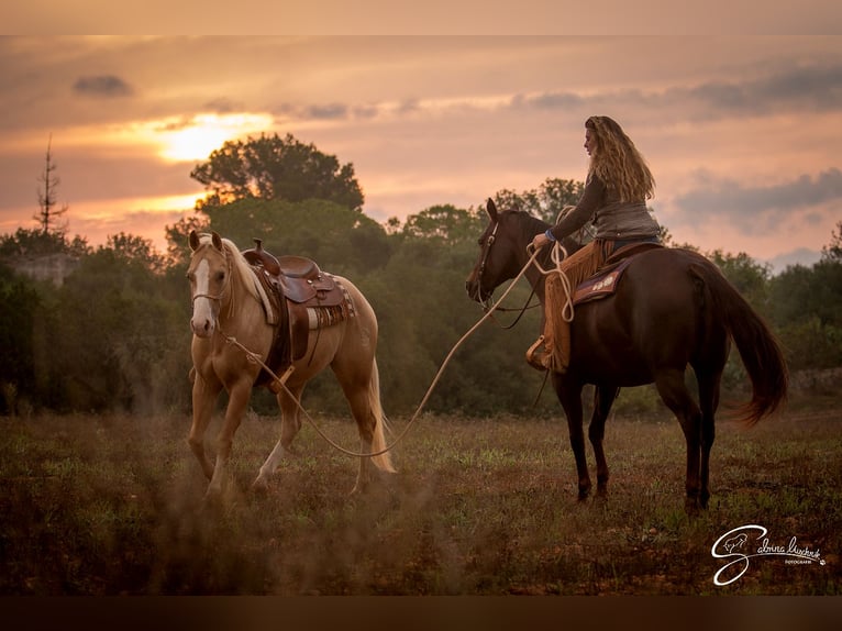 Quarter Pony Gelding 13 years 14,2 hh Palomino in Felanitx