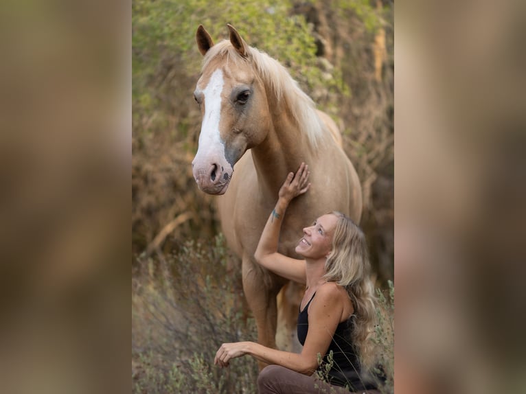 Quarter Pony Gelding 13 years 14,2 hh Palomino in Felanitx