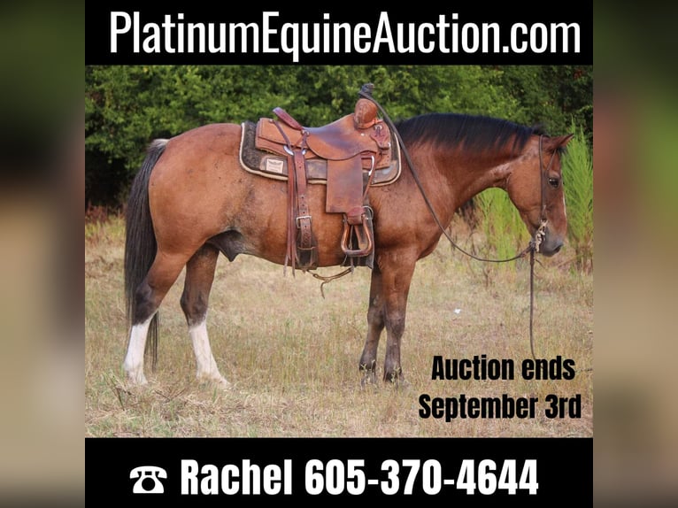 Quarter Pony Gelding 13 years Roan-Bay in RUSK, TX