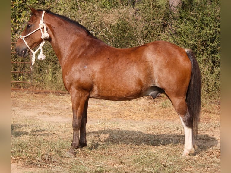 Quarter Pony Gelding 13 years Roan-Bay in RUSK, TX