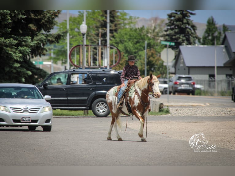 Quarter Pony Gelding 13 years Sorrel in Cody