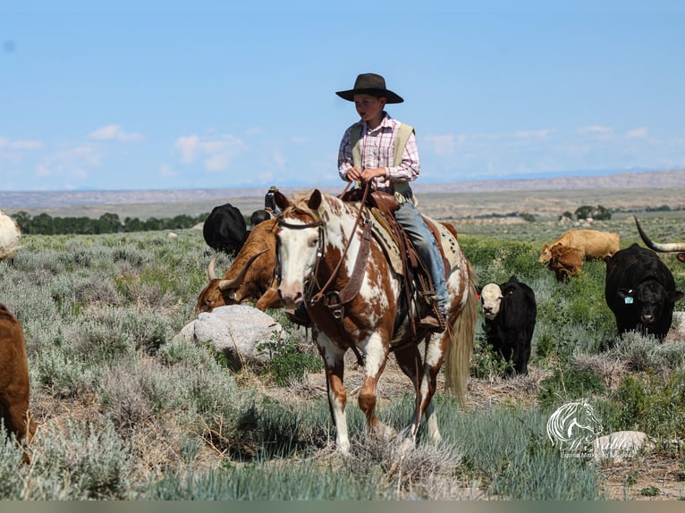 Quarter Pony Gelding 13 years Sorrel in Cody