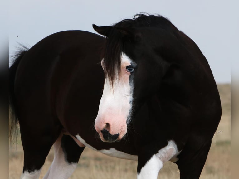 Quarter Pony Gelding 14 years 12,2 hh Black in Canyon TX
