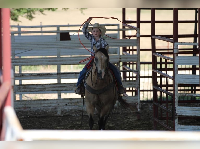 Quarter Pony Gelding 14 years 13,3 hh Buckskin in Stephenville, TX