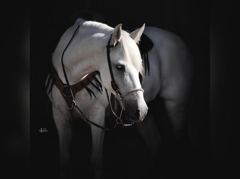 Quarter Pony Gelding 14 years 13,3 hh White in Weatherford, TX