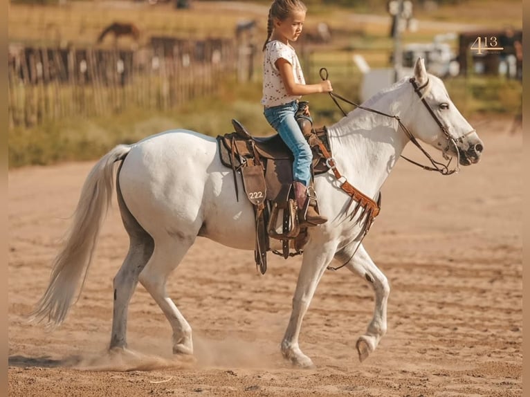Quarter Pony Gelding 14 years 13,3 hh White in Weatherford, TX