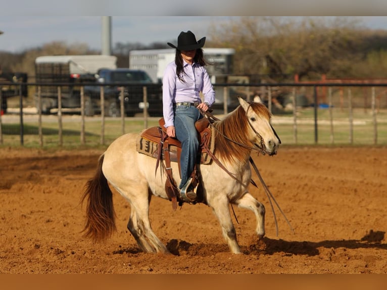 Quarter Pony Gelding 14 years 13 hh Buckskin in Joshua, TX