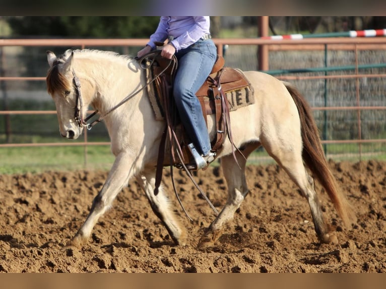 https://cdn.ehorses.media/image/blur/xxldetails/quarter-pony-gelding-14years-13-hh-buckskin-trailhorses-ranch-riding-horses-westernhorses-leisurehorses-joshua--tx_dca3879d-0612-4e99-bae7-0f7e0f3ade1b.jpg