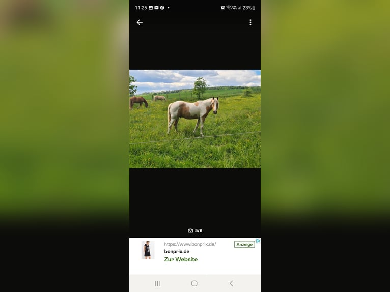 Quarter Pony Gelding 14 years 13,2 hh Pinto in Horgau