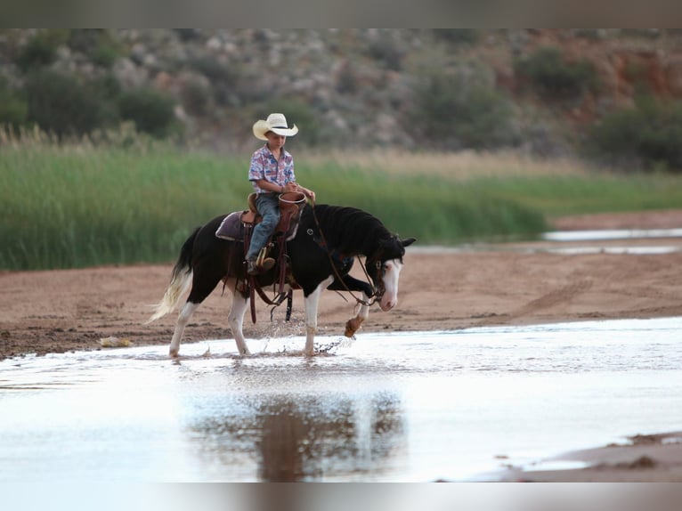 Quarter Pony Gelding 15 years 12,2 hh Black in Canyon TX