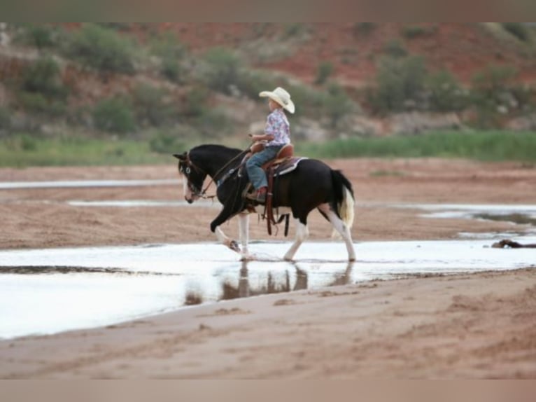 Quarter Pony Gelding 15 years 12,2 hh Black in Canyon TX