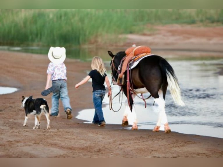 Quarter Pony Gelding 15 years 12,2 hh Black in Canyon TX