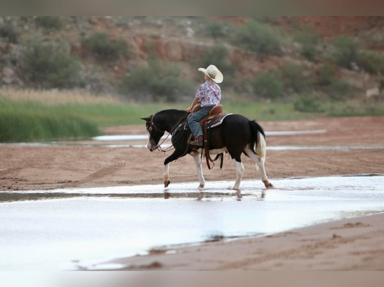 Quarter Pony Gelding 15 years 12,2 hh Black in Canyon TX