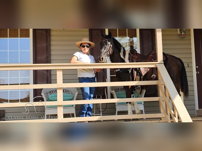 Quarter Pony Gelding 15 years 13 hh Tobiano-all-colors in Gillsville, GA