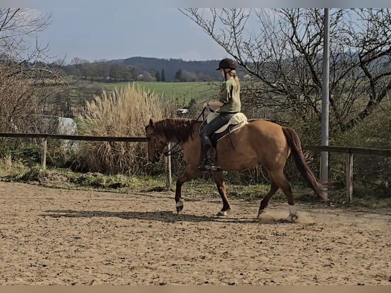 Quarter Pony Gelding 15 years 14.1 hh Red Dun in Modautal