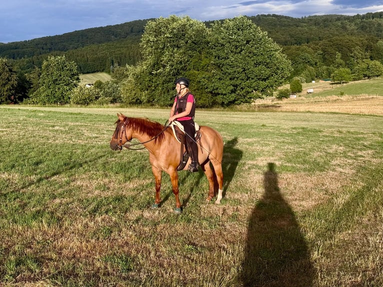 Quarter Pony Gelding 15 years 14.1 hh Red Dun in Modautal