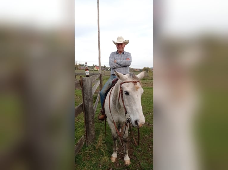 Quarter Pony Gelding 15 years 14,3 hh  in Kyffhäuserland