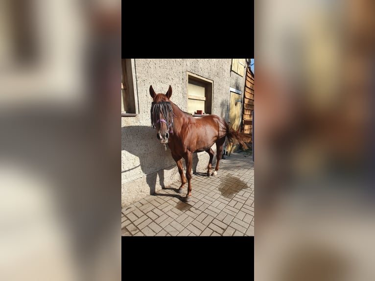 Quarter Pony Gelding 16 years 13,3 hh Chestnut in Hinsdorf
