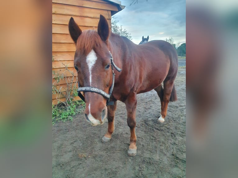 Quarter Pony Gelding 16 years 13,3 hh Chestnut in Hinsdorf