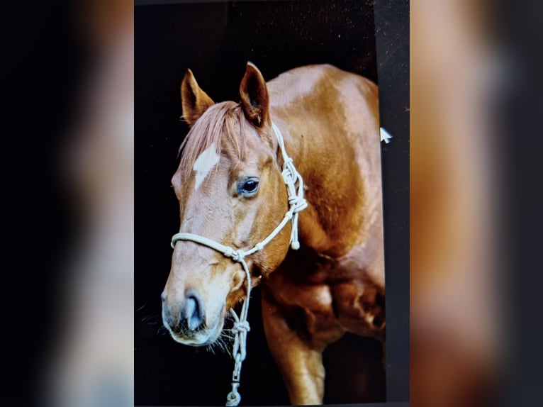Quarter Pony Gelding 16 years 14.1 hh Chestnut-Red in Masch
