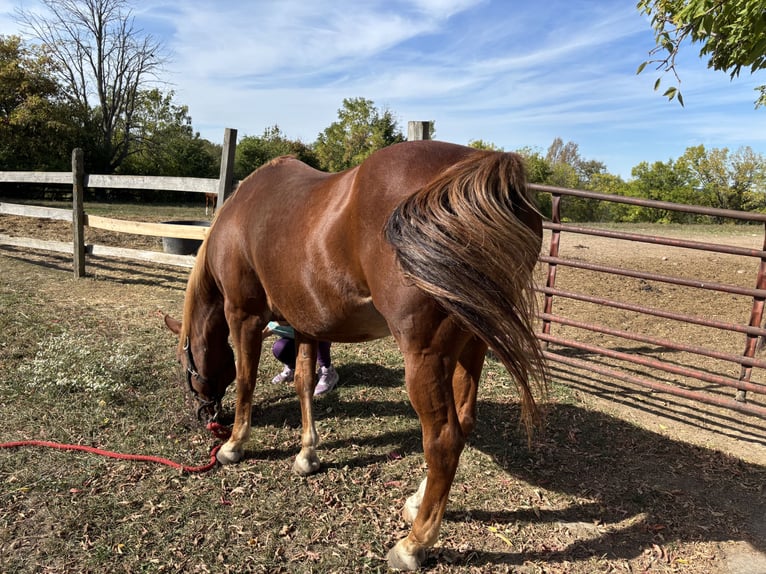 Quarter Pony Gelding 16 years 14 hh Chestnut in Fairport, NY