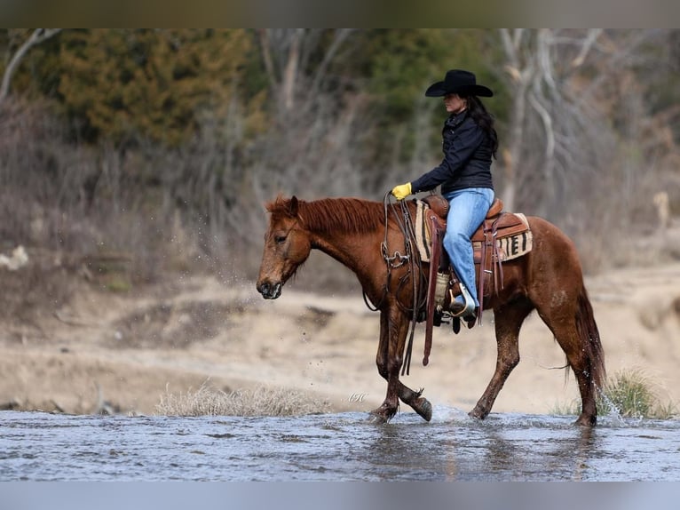 Quarter Pony Gelding 16 years Sorrel in Joshua, TX