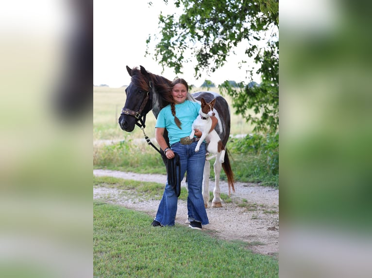 Quarter Pony Gelding 19 years 13 hh Pinto in Forney