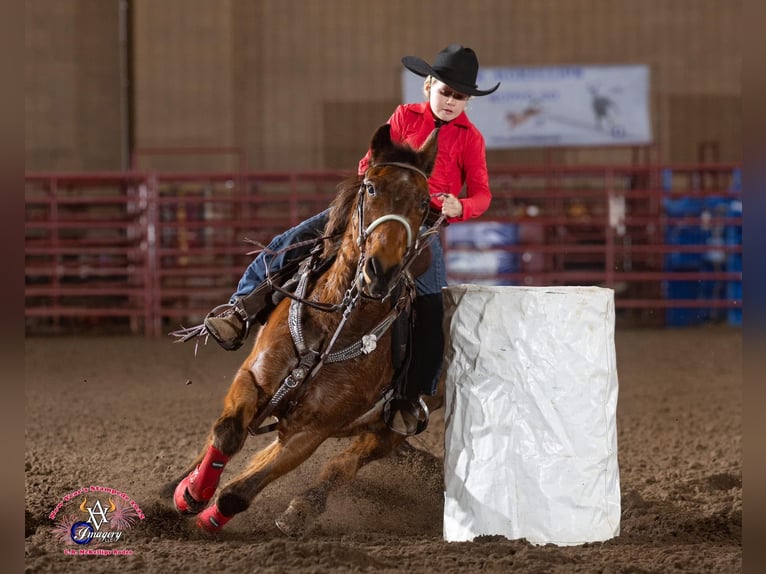 Quarter Pony Gelding 19 years Roan-Bay in Dublin