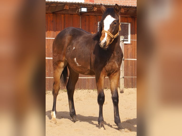 Quarter Pony Gelding 1 year 14.2 hh Overo-all-colors in Velpke