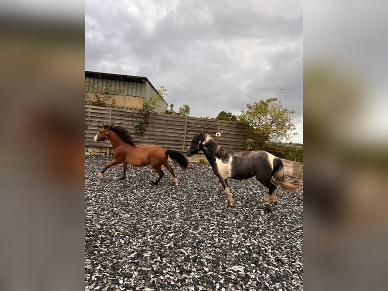 Quarter Pony Mix Gelding 2 years 13,2 hh Brown in Klein Sien