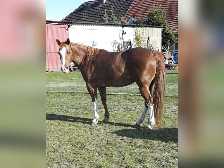 Quarter Pony Mix Gelding 2 years 13,2 hh Brown in Klein Sien