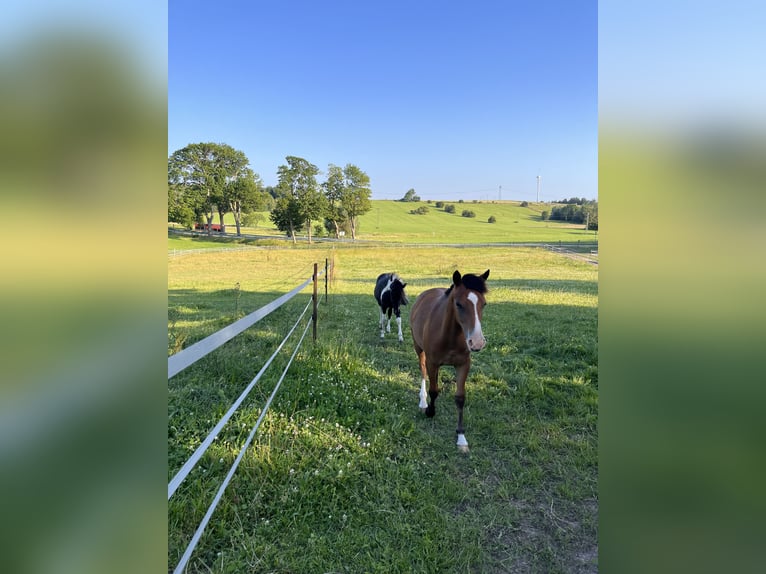 Quarter Pony Mix Gelding 2 years 13,2 hh Brown in Klein Sien