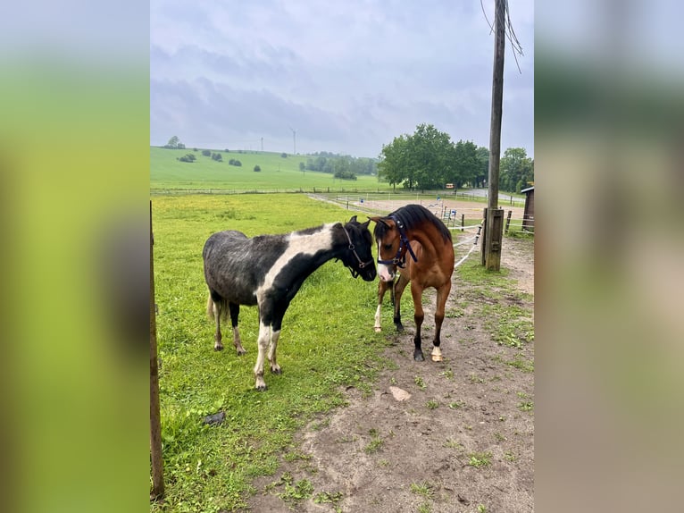 Quarter Pony Mix Gelding 2 years 13,2 hh Brown in Klein Sien