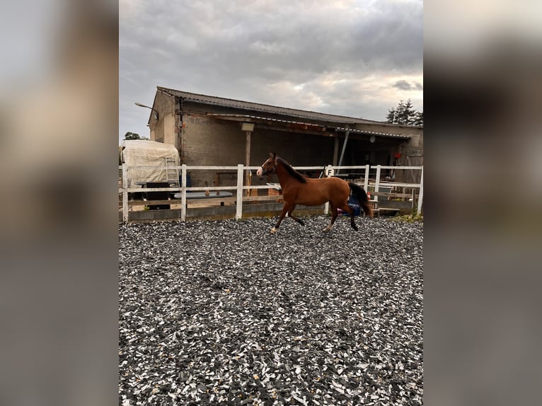 Quarter Pony Mix Gelding 2 years 13,2 hh Brown in Klein Sien