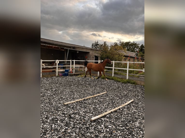 Quarter Pony Mix Gelding 2 years 13,2 hh Brown in Klein Sien