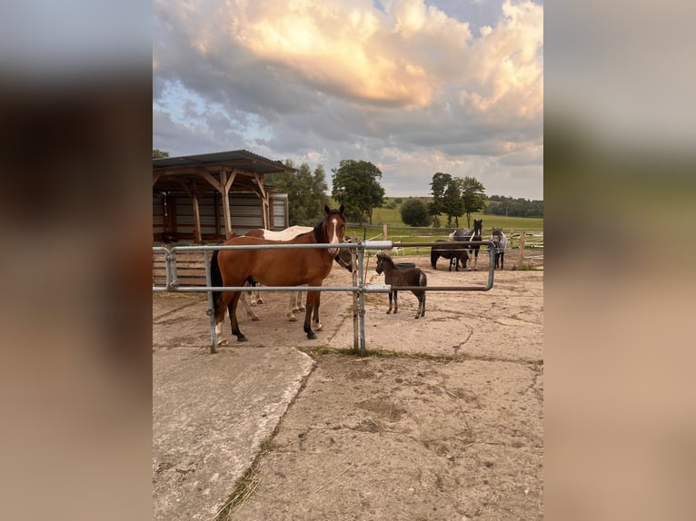 Quarter Pony Mix Gelding 2 years 13,2 hh Brown in Klein Sien