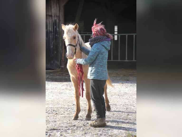 Quarter Pony Mix Gelding 2 years 14,2 hh Palomino in Buchen (Odenwald)