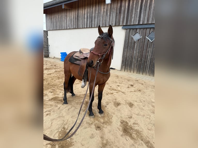 Quarter Pony Mix Gelding 2 years 14,2 hh Brown in Daleiden