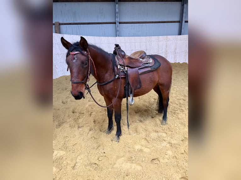 Quarter Pony Mix Gelding 2 years 14,2 hh Brown in Daleiden