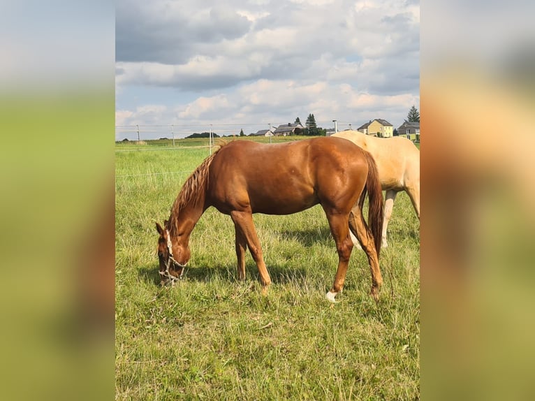 Quarter Pony Gelding 2 years 14,2 hh Chestnut-Red in Selbitz