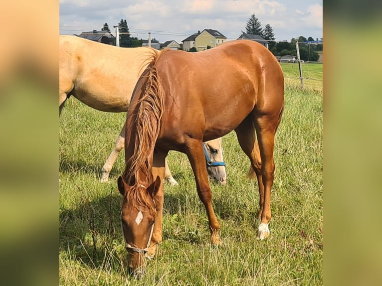 Quarter Pony Gelding 2 years 14,2 hh Chestnut-Red in Selbitz