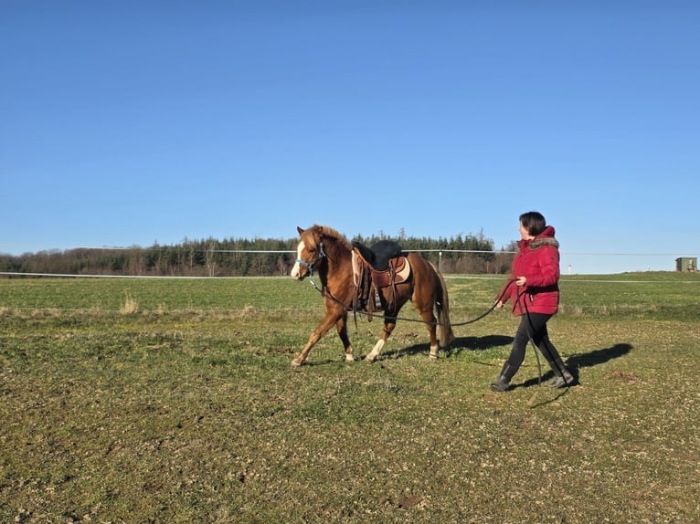 Quarter Pony Gelding 3 years 13,1 hh Rabicano in Rettert