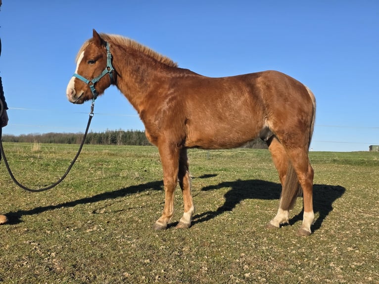 Quarter Pony Gelding 3 years 13,1 hh Rabicano in Rettert