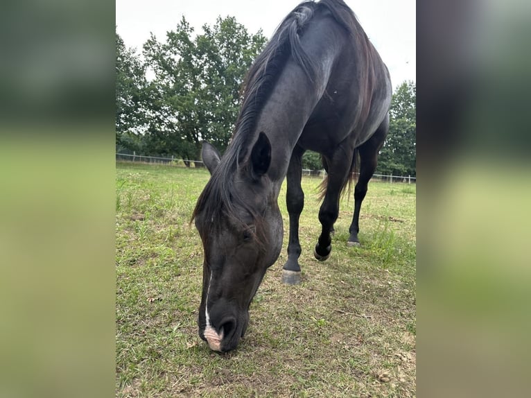Quarter Pony Gelding 3 years 13,3 hh Black in Banzkow